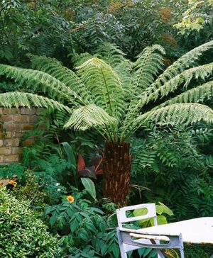 Tree Fern Dicksonia antarctica log