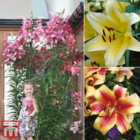 Tree Lily Collection at Thompson & Morgan - Image 2