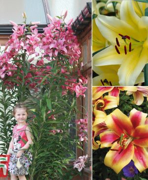 Garden Tree Lily Collection Thompson & Morgan