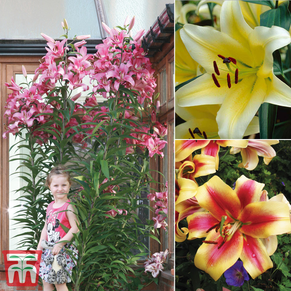 Garden Tree Lily Collection Thompson & Morgan