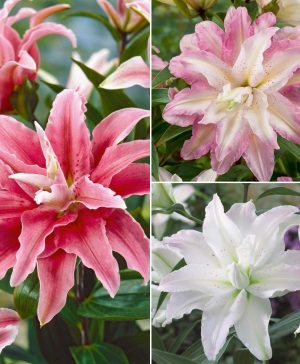 Garden Tree Lily 'Crystal' Collection Thompson & Morgan