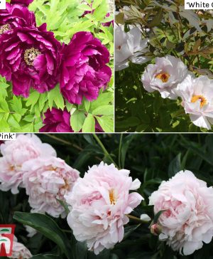 Garden Tree Peony Collection Thompson & Morgan