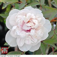 Tree Peony 'Jing Yu' at Thompson & Morgan - Image 2