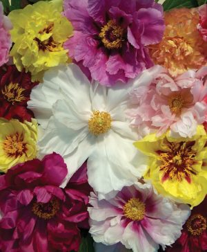 Garden Tree Peony 'Rockii Mixed' Thompson & Morgan