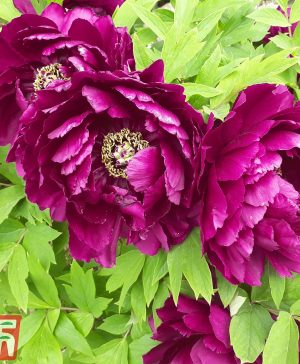 Garden Tree Peony 'Ruby' Thompson & Morgan