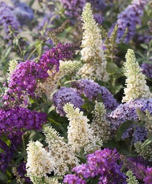 Tricolour Buddleia Butterfly Bush