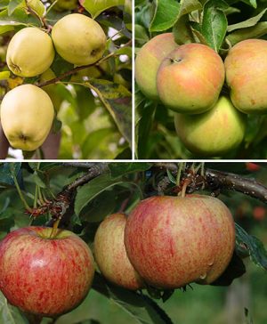 Trio Fruit Apple Tree