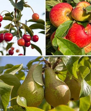 Trio Fruit Tree Apple/Cherry/Pear