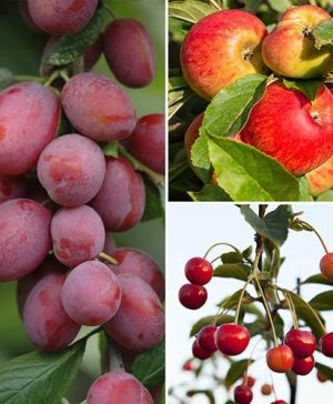 Trio Fruit Tree Apple/Pear/Plum