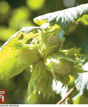 Garden Truffle Tree - Hazel Kentish Cob - Gift Thompson & Morgan