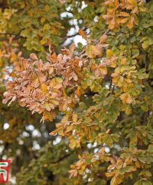 Garden Truffle Tree - Oak - Gift Thompson & Morgan