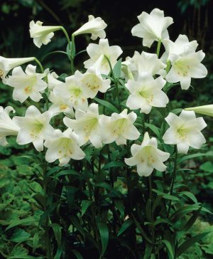 Garden Trumpet Tree Lily Thompson & Morgan