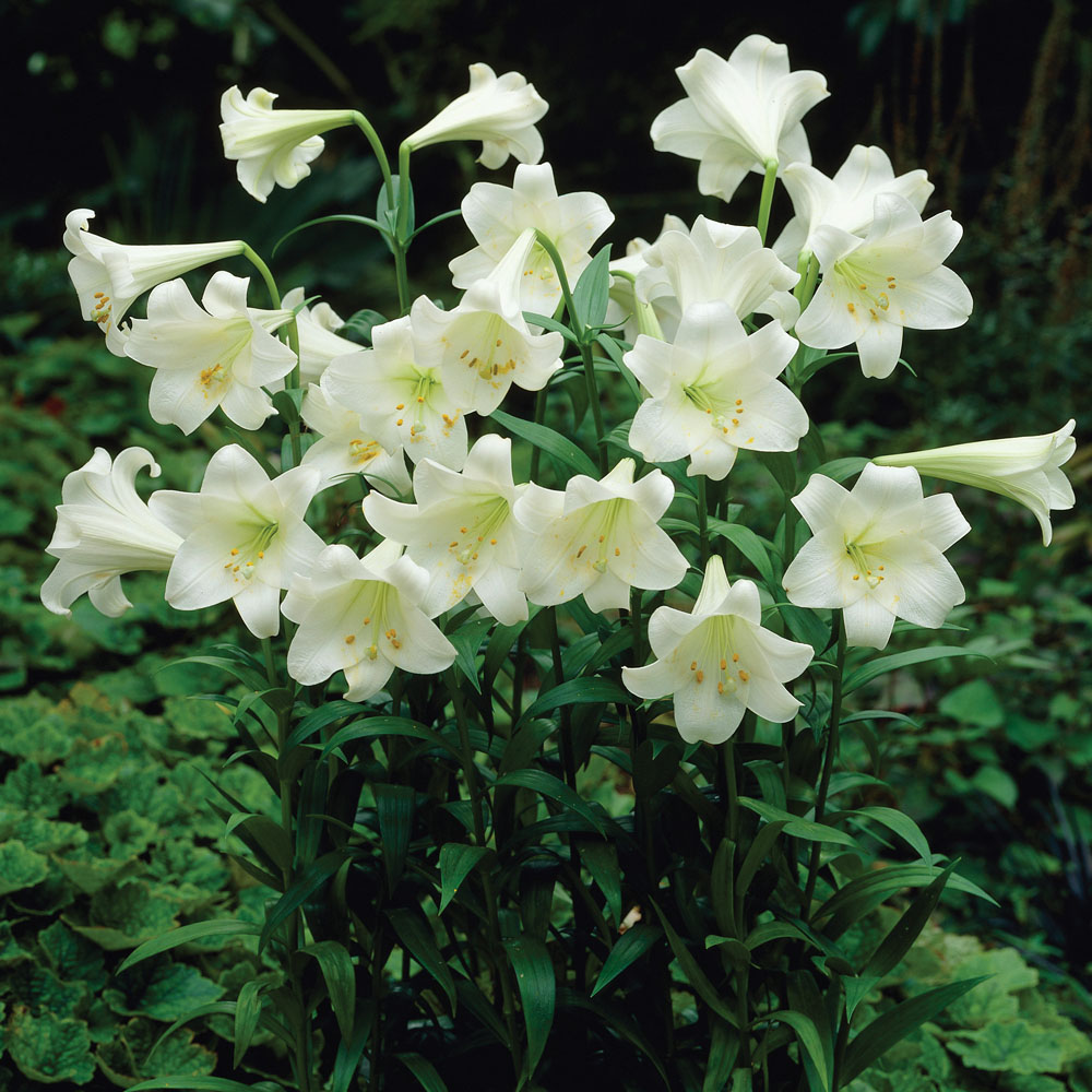 Garden Trumpet Tree Lily Thompson & Morgan