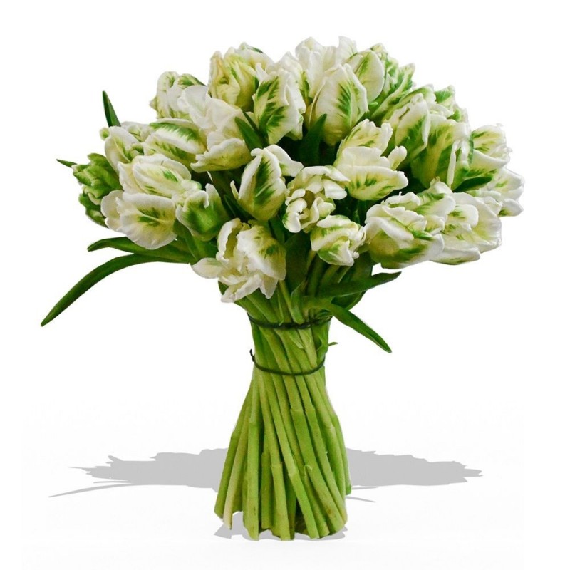 Garden Tulip Time Flowers & Plants Co.