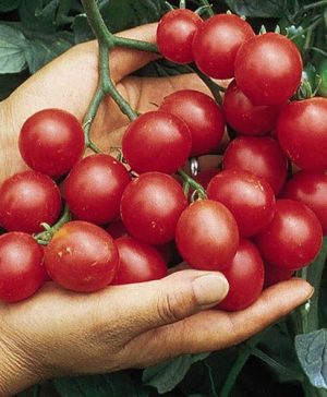 Tumbling Tom Tomato Mix