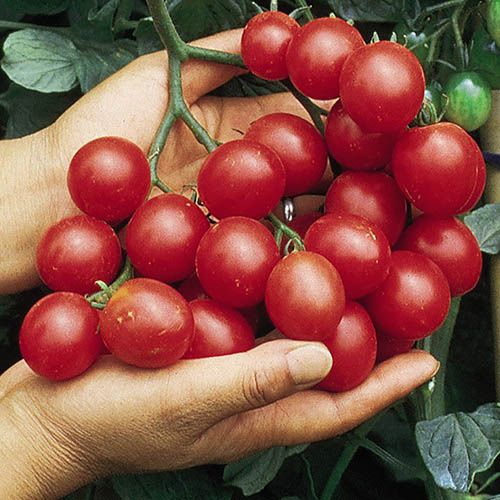 Tumbling Tom Tomato Mix