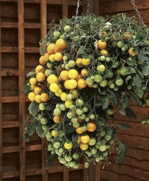 Tumbling Tom Yellow Tomato
