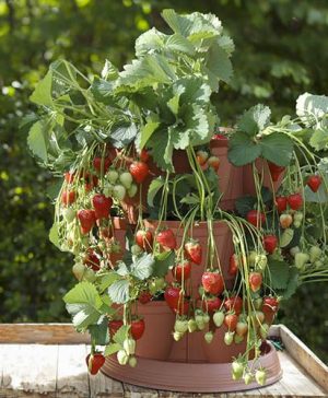 Ultimate Strawberry Grow Pod System