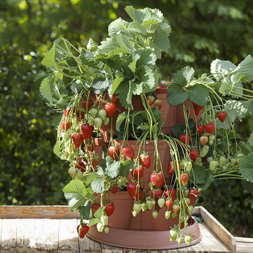 Ultimate Strawberry Grow Pod System