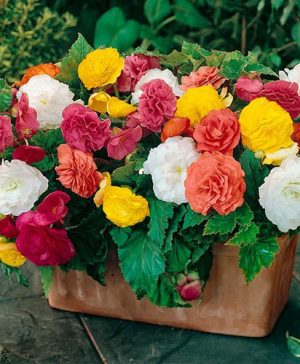 Upright Begonia Non-Stop Mix
