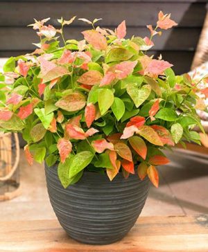 Variegated Blueberry Flamingo