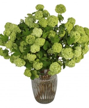 Garden Verdant Viburnum Flowers & Plants Co.