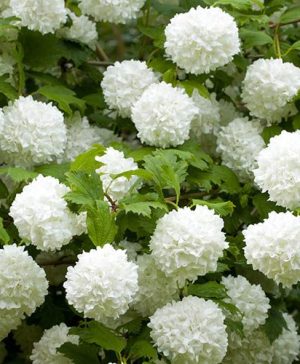 Viburnum Eskimo Standard