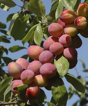 Victoria Plum Tree