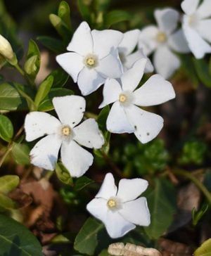 Vinca minor Alba