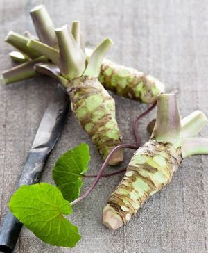 Wasabi japonica - Japanese Horseradish.