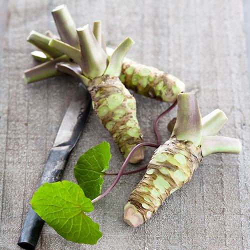 Wasabi japonica - Japanese Horseradish.