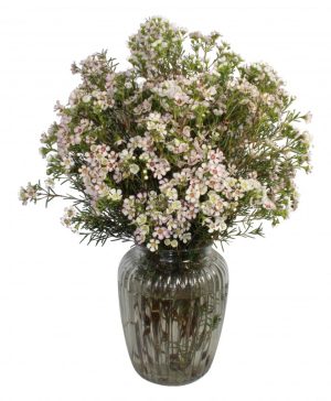 Garden Waxing Lyrical Flowers & Plants Co.