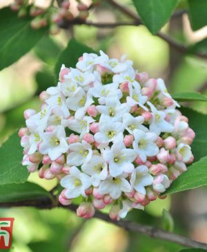 Garden Wayfaring Tree (Hedging) Thompson & Morgan