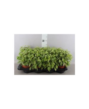 Garden Weeping Fig - Kinky Flowers & Plants Co.