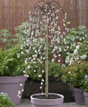 Weeping&nbsp;Willow Salix Kilmarnock Standard