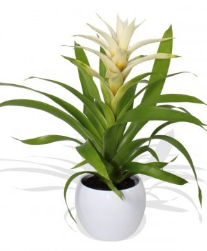 Garden White Bromelia Flowers & Plants Co.