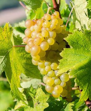 White Grape Vine Bonsai