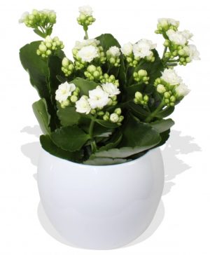 Garden White Kalanchoe Flowers & Plants Co.