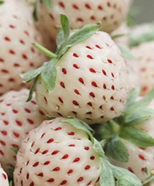 White Strawberry (Pineberry) White Dream