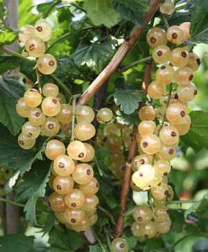 Whitecurrant Summer Pearls White