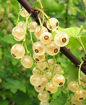 Whitecurrant White Versailles