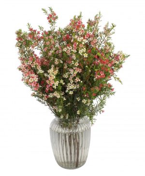 Garden Wild Meadow Flowers & Plants Co.