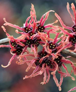Witch Hazel Hamamelis x intermedia Ruby Glow
