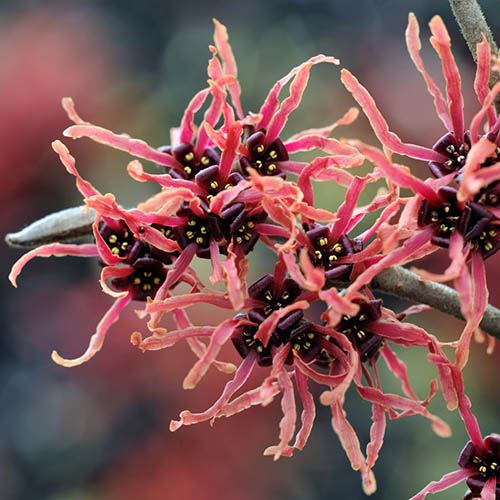 Witch Hazel Hamamelis x intermedia Ruby Glow