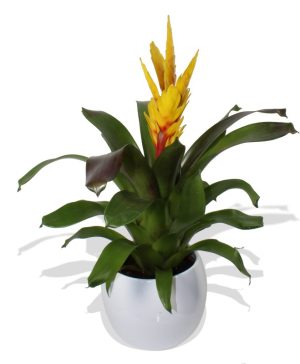 Garden Yellow Bromelia Flowers & Plants Co.
