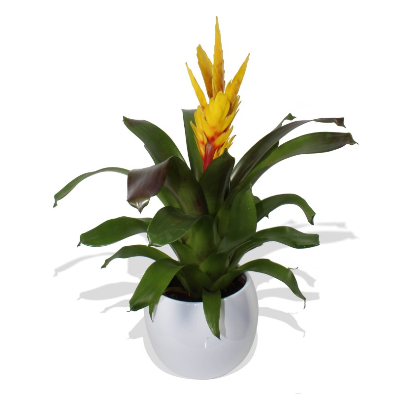 Garden Yellow Bromelia Flowers & Plants Co.