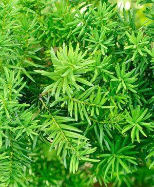 Yew Hedging Plant - Taxus baccata