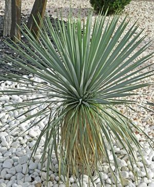 Yucca rostrata Sapphire Skies