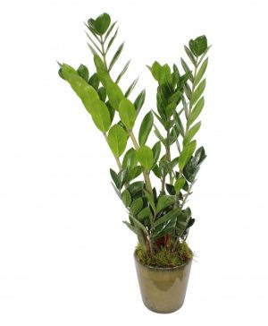 Garden ZZ Plant Flowers & Plants Co.