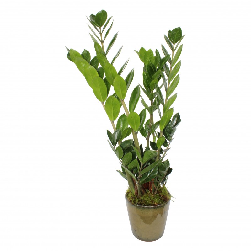 Garden ZZ Plant Flowers & Plants Co.